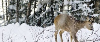 Stamgäster runt knuten