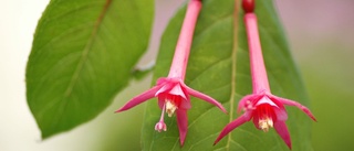 Fantastiska fuchsia