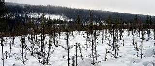 Älgsafari med skogen i centrum