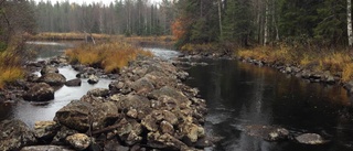 Miljonprojektet: Töreälven ska bli fiskeparadis