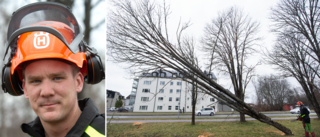 Jimmy fäller sjuka träd – och får skit från förbipasserande