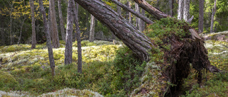 Slopa köttsubventionerna och frigör mark för rewilding