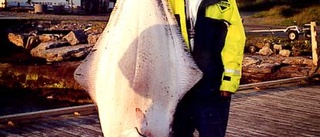 Kisabröderfick 86,9 kg tung flundra