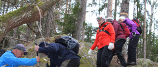 Säl dök upp på blåsipppevandring