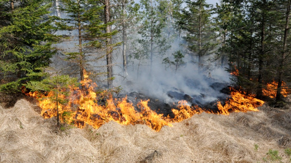 Risken för skogsbrand på Gotland är enligt SMHI mycket hög. Man uppmanar därför till stor försiktighet vid eldning utomhus. 