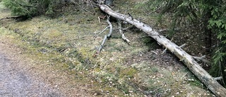 Nedfallna träd skrämmer motionärer i Årbyskogen