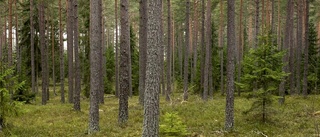 Ledare: Låt inte EU gå åt skogen