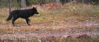 Den första skjutna vargen i Katrineholm har identifierats