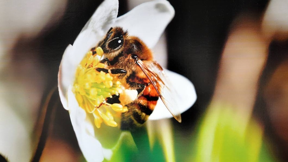 Drar. Ett bi förevigat i Söderköping av fotografen, som är biodlare.