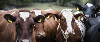 Torka och kyla riskerar ge dyrare kött och mjölk