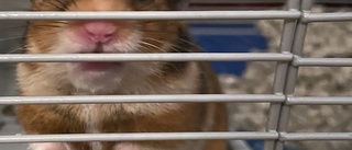 Hamster överlevde rymdfärd