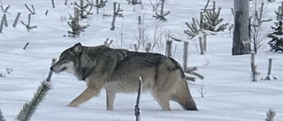 Inga fler spår av vargen