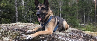 Hunden Devil stoppade tjuvarna: ”Otroligt ihärdigt och bra jobb”