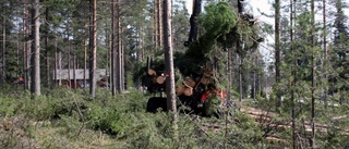 Skog röjs för nytt gravområde