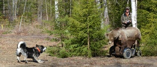 Hjälper hundar tillbaka till jakt