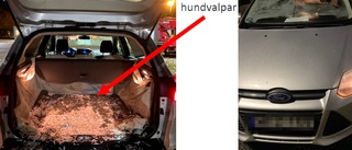 Vingåkersman åtalas för valpsmuggling – tio hundar avlivades