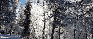 Läsarbilden: Strålande morgon  