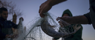 Nu är det inte försvarbart att fortsätta äta fisk