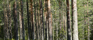 Inget kommunalt naturreservat på Gruvberget