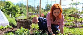 Årets odlare på Skördelyckan: "Odlingen ger vila och återhämtning" • Blommorna viktigast