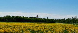 Vackra sommarängar att njuta av 