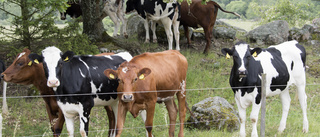 Betesdjur ger biologisk mångfald i Östergötland