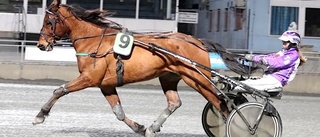 Tilde Eriksson fyra i juniorchansen – inga lokala finalbiljetter i Svenskt Kallblodskriterium