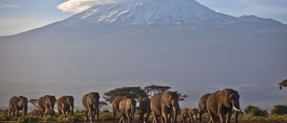 Afrikas glaciärer kan snart ha smält bort