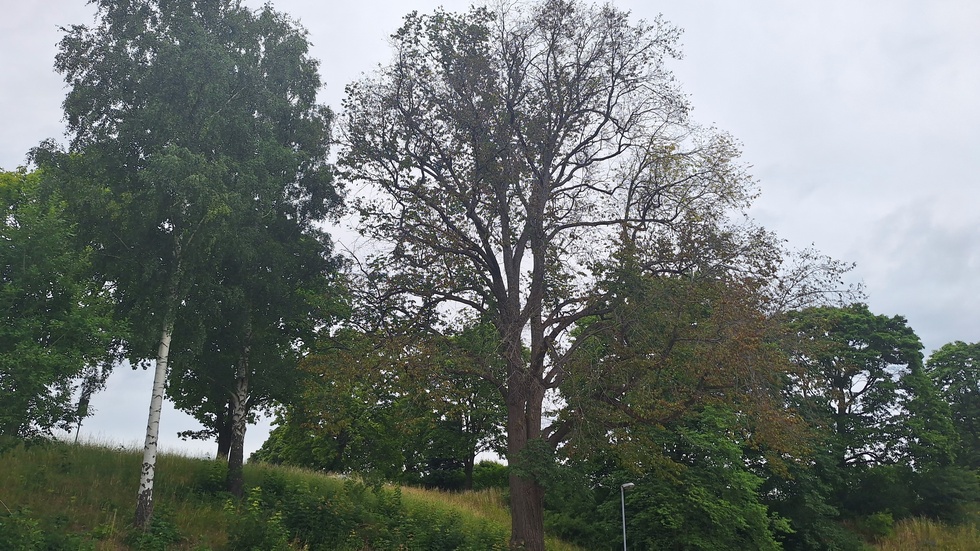 På Almen vid Rosenhill ser man hur lövverket har gulnat och glesats ut mer och mer.