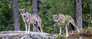 Tre får dödade i vargattack – den tros ha simmat in i hagen