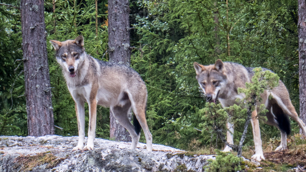 Tillsammans står vi bönder i Sverige, som håller tamboskap, inför en enorm utmaning med rovdjursangrepp på våra djur, skriver Erik Carlsson och Jeanette Blackert från LRF Östergötlands styrelse.