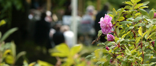 Rosenforsparken är inte bortglömd