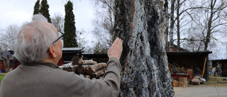 Anders björkar kapade utan förvarning