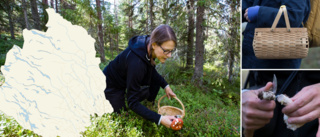 Så är läget i svampskogen – senaste prognosen för Norrbotten