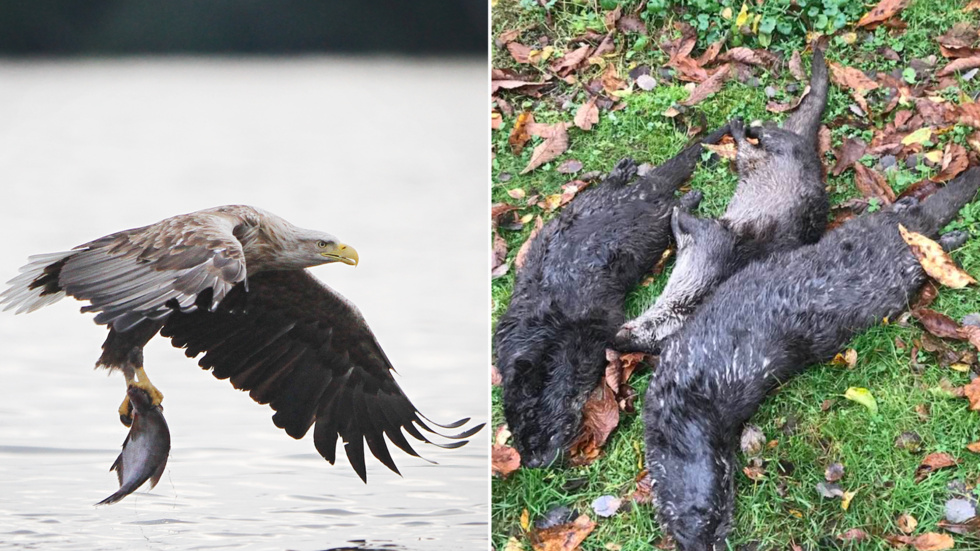 Både antalet viltolyckor som involverat örn och utter har blivit fler under året i Östergötland. Utterolyckor har ökat med 50 procent. De på bilden påkördes på två olika platser inom en timmes tid i höstas.