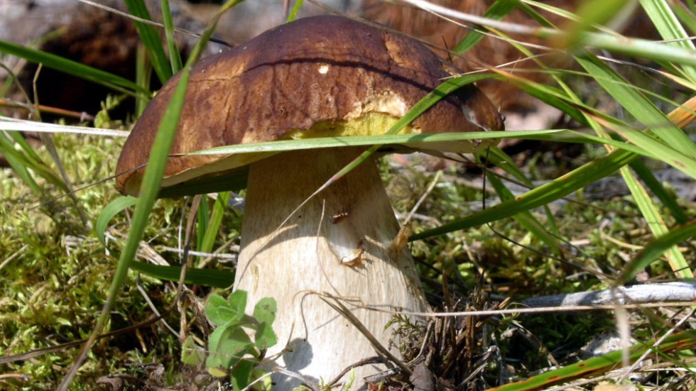 Karljohansvamp (Boletus edulis), också kallad stensopp. Svampen är ätlig och god.