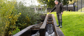 Tranås Energi visar att det är möjligt att rädda fisken