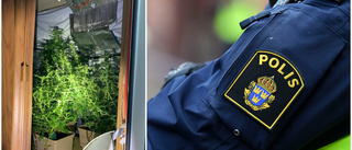 Paret odlade cannabis i husvagn: "Trodde det var lagligt"