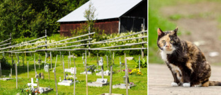 The cemetery that offers a farewell fit for furry friends