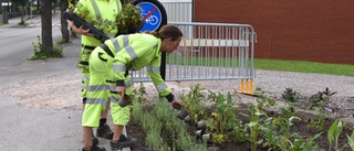 Blomsterrabatt får ansiktslyft: "Inte sett fin ut på ett tag"