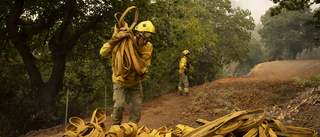 Teneriffas storbrand har flammat upp igen