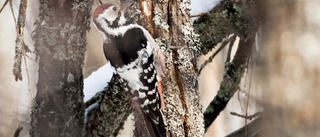 Government cuts endanger extremely rare bird's fragile comeback