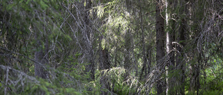 Inget brott bakom skelettfynd i skog