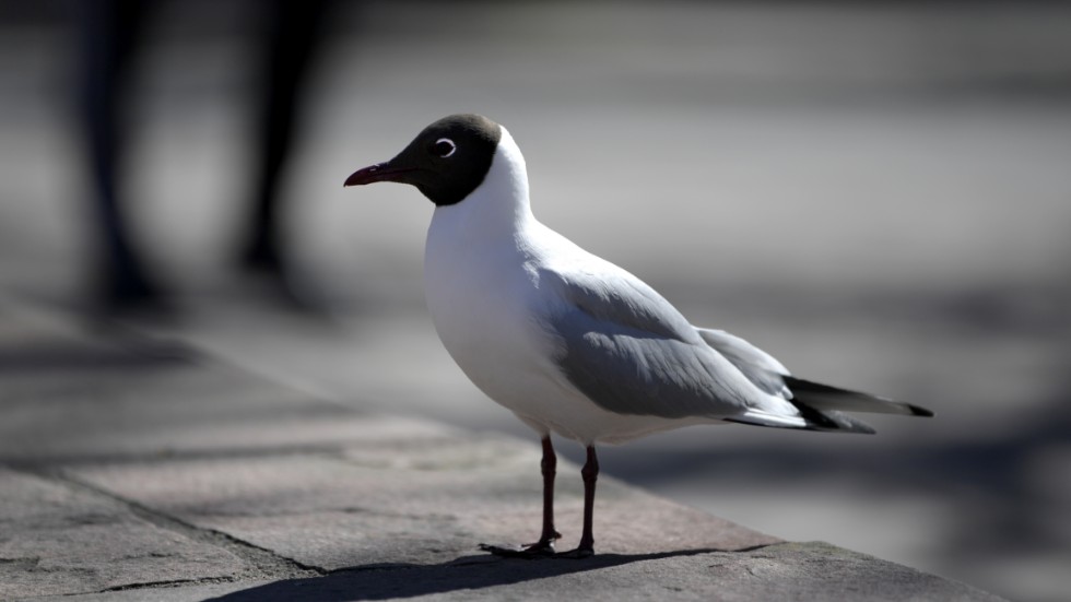 En fågel smittad med fågelinfluensa har hittats i Eskilstuna. Arkivbild.