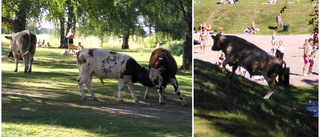 Här invaderar tjurarna badplatsen 