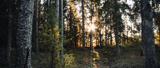 Naturskyddsföreningen: "Hotet mot skogen i Nåsten är överhängande"