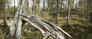 Granbarkborre – syndabock och svepskäl för avverkning