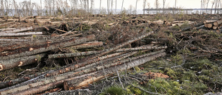 "Sågarna i skogen hjärta drabbas hårdast"