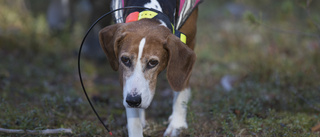 Stackars harar - förbjud jakt med lös hund