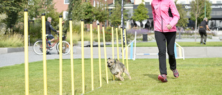 Ungas dröm om hundhall kan snart bli verklighet 